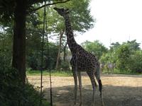 八木山 動物園 キリンさん。昼飯物色中。