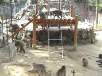 八木山 動物園、サル山の皆さん。早く飯くれ！って言ってます。