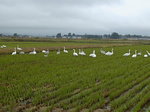 白鳥 飛来 : 農道道端の田んぼに餌を求める？白鳥たち